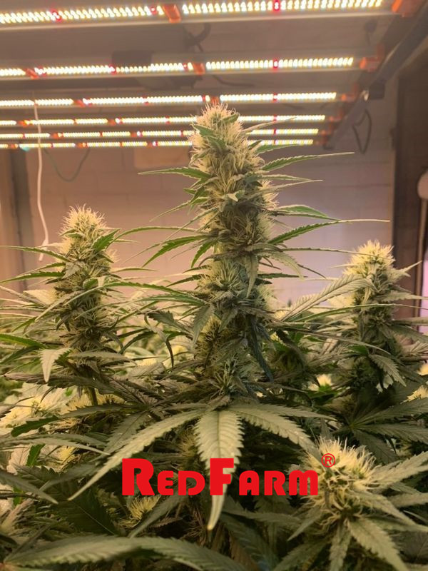 OEM عالية الإنتاجية للأشعة فوق البنفسجية IR 1000W LED تنمو ضوء للنباتات الداخلية 5